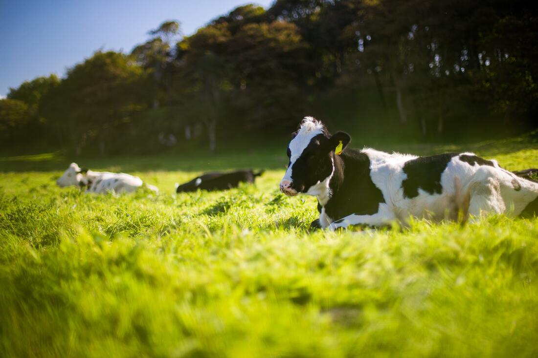 Source Andy Kelly - Unsplash-Cows