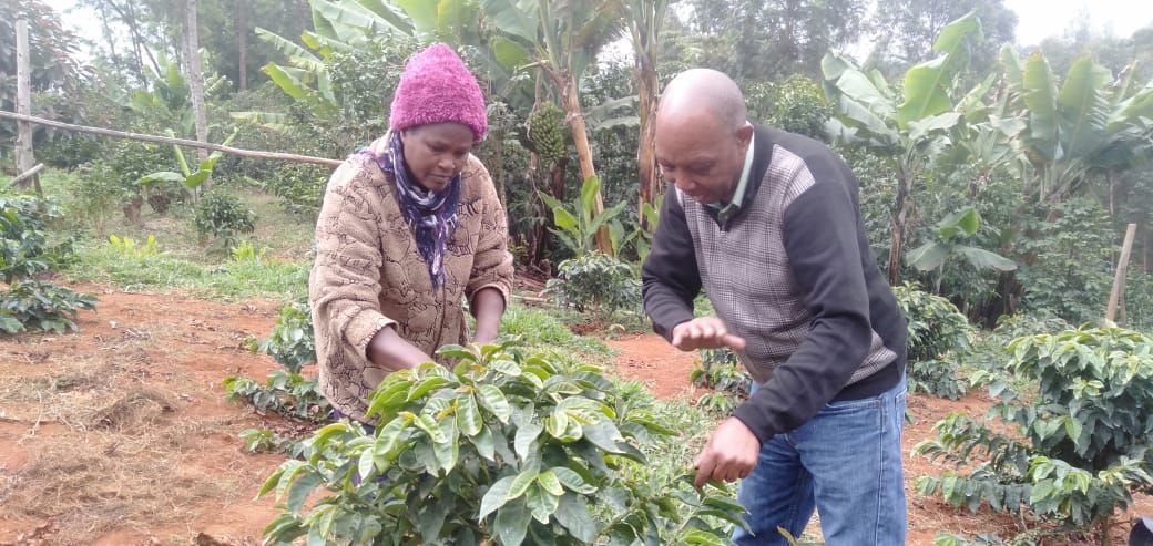Coffee farmers go for Oranic farming in Kenya
