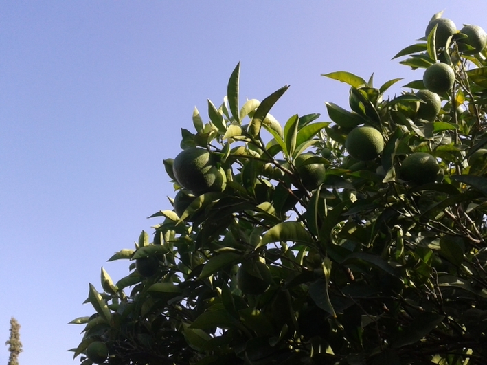 Organic Lime tree - Full of Soil and Sun 