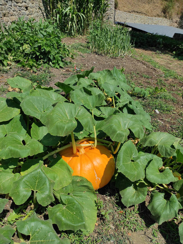 Organic pumpkin-Health Benefits of eating organic
